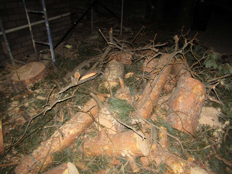 В Кабардино-Балкарии в суд направлено уголовное дело в отношении жителя г.Тырныауз, обвиняемого в незаконной рубке леса